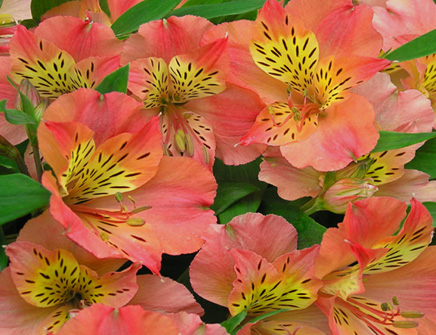Alstroemeria 'Devotion' comes from a new line of hardy, compact garden performers!