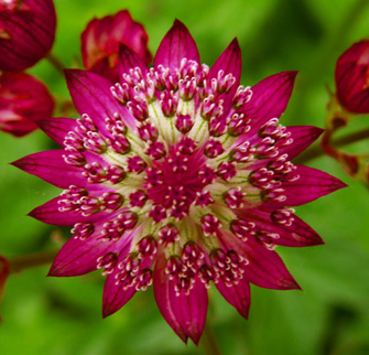 Astrantia 'Ruby Wedding' - not for the shy of heart