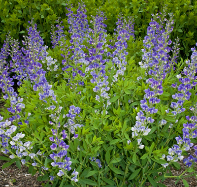 'Starlite' is one of three bodacious, tough, select Prairieblues Baptisia 