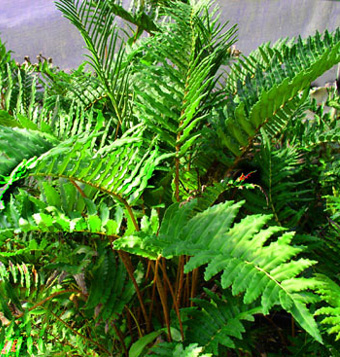 Blechnum chilense, a hardy plant with an amazing tropical look!