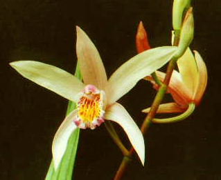 'Dancing Butterflies' golden Bletilla, a gem for composty bright shade  
