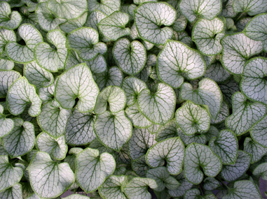 Brunnera 'Jack Frost' - an unbeatable classic with ferns and hostas