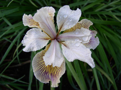 rare Cal-Sibe Iris 'Half Magic'