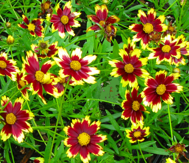 Coreopsis 'Cosmic Eye'      Here's looking at you, kid!