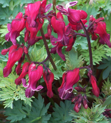 Dicentra 'Burning Heart' - the blood-reddest bleeding heart there is!