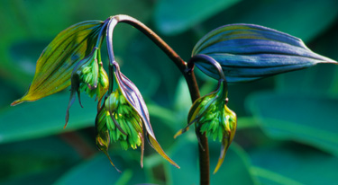 Disporum 'Night Heron' - Dramatic purple spring shoots and leaves! Photo courtesy of Great Plant Picks.