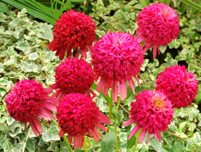 'Cranberry Cupcake' Echinacea.... They don't make coneflowers like they used to.     