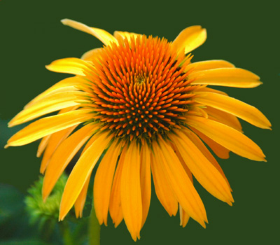 'Harvest Moon' coneflower lights up the summer border - great cut, too