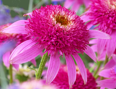 'Pink Double Delight' Echinacea draws bumblebees and stares  