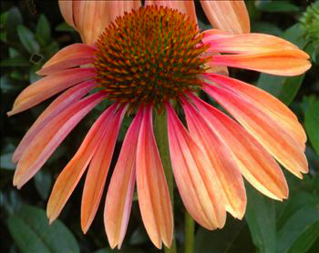 Echinacea 'Summer Sky' - is it peach or plum color?!