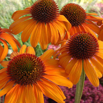 Echinacea 'Tiki Torch'  CAUTION - HOT!