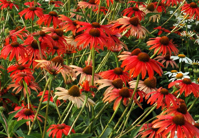 Echinacea 'Tomato Soup'    Oh yes you can so do advancing color.  