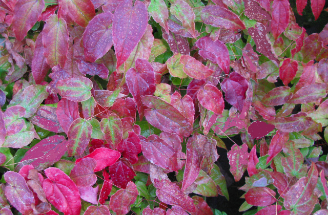 Epimdium 'Enchantress' - purple winter foliage