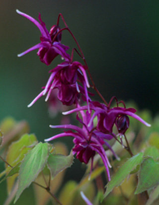 Epimedium 'Purple Prince' - A new standard for dark!  Photo coutesy of Richie Steffen
