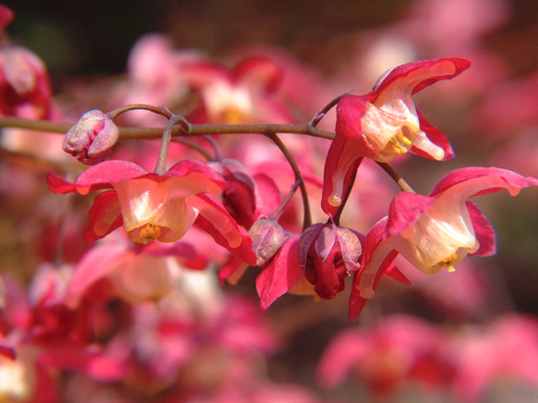 Epimedium rubrum - classic groundcover or accent in afternoon shade