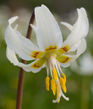 Native Erythronium oregonum - trout lily, fawn lily - beautiful by any name