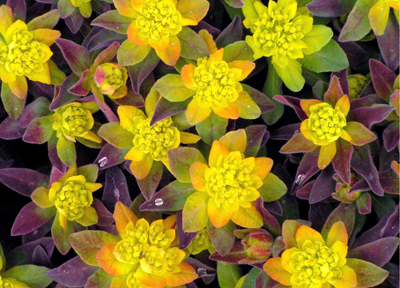 Euphorbia polychroma 'Bonfire'  - a spectacular & reliable cushion spurge
