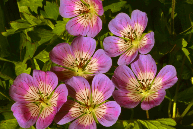 Geranium 'Pink Penny'   has such beautiful eyes!
