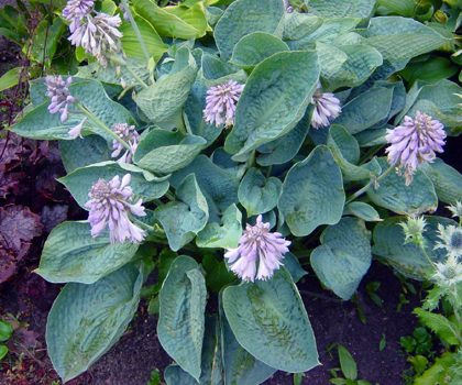 'Love Pat', a grand, puckered-leaf blue hosta