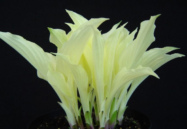 Hosta 'White Feather'     Icy spring leaves