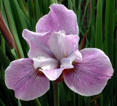 Siberian Iris 'Pink Haze' - refined beauty