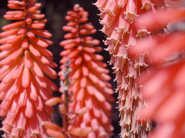 Kniphofia 'Timothy'   An amazing shade of melon pink