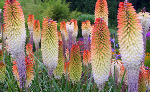 'Cobra' poker plant is coming for  you
