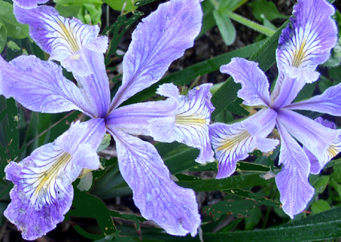 blue Pacific Coast iris hybrid 
