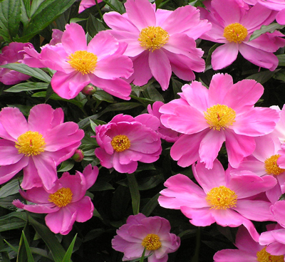 Peony 'Dancing Butterflies' - ultimate elegance
