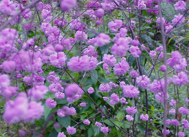 Thalictrum 'Hewitt's Double'  heirloom favorite