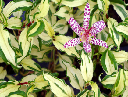'Imperial Banner' toad lily - snazzy dresser!