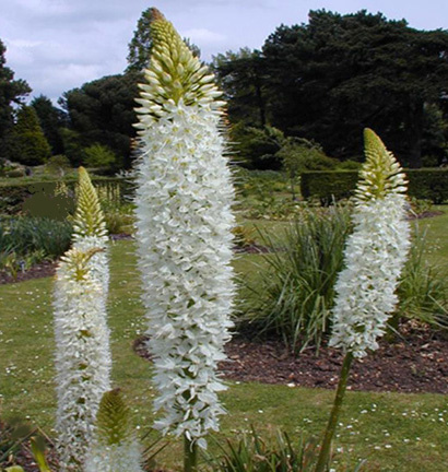 Eremurus himalaicus - white foxtail lily - dramatic towering garden spires