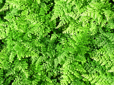 Adiantum venustum - Himalayan Maidenhair