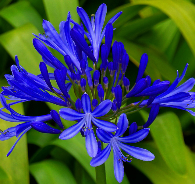 'Blue Sunrise' Geranium