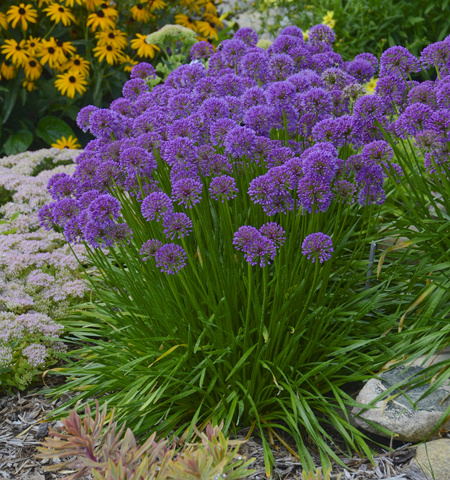 Millenium globe onion - 2018 Perennial Plant of the Year