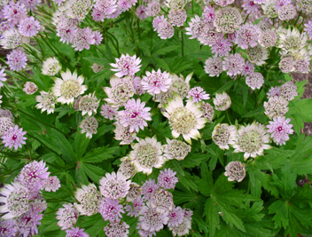 Astrantia major 'Canneman'
