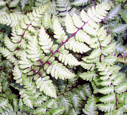 'Silver Falls' painted fern