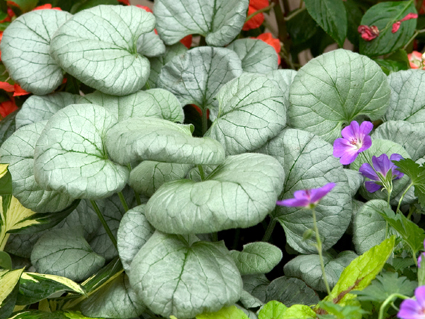 Brunnera 'Looking Glass'
