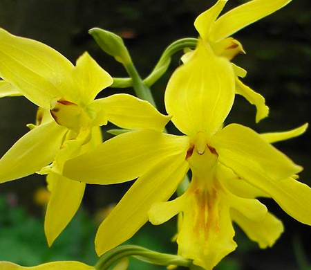 yellow Chinese hardy orchid
