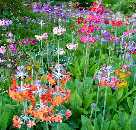 Candelabra primroses- Sundquist Nursery lineage.