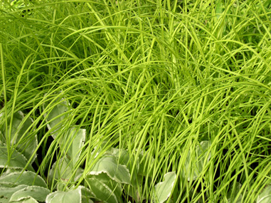 Carex elata Bowles Gold