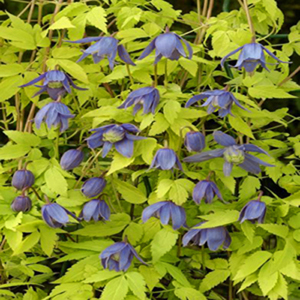 Clematis alpina 'Stolwijk Gold'