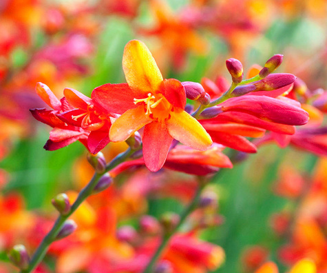 'Jackanapes' Crocosmia drives hummingbirds crazy