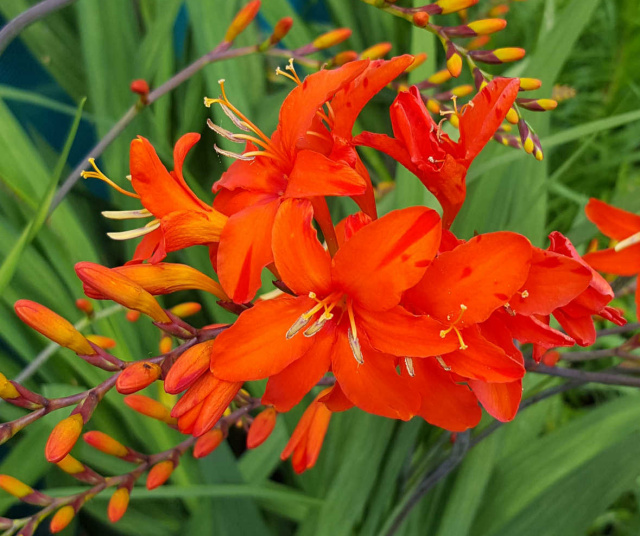 'Spitfire' Crocosmia
