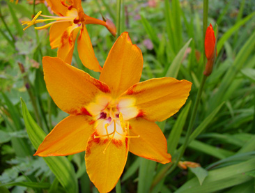 Crocosmia 'Star of the East' has 4 inch blooms!