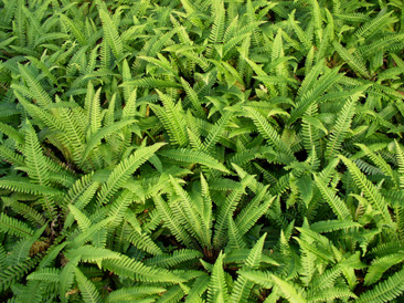 Blechnum spicant - Deer Fern
