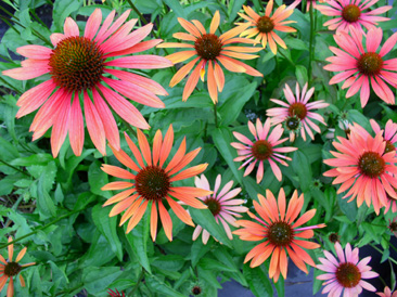 Echinacea 'Sundown'