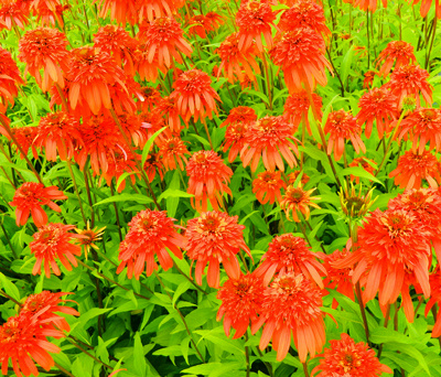 'Hot Papaya' coneflower