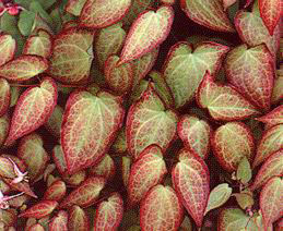 Epimedium grandiflorum 'Lavender Lady' foliage - photo courtesy of Darrell Probst, Garden Vision   