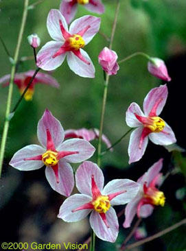 Epimedium 'Cherry Tart' photo courtesy of Darrell R. Probst.